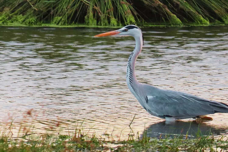 Pulicat Lake Bird Sanctuary, Tamil Nadu