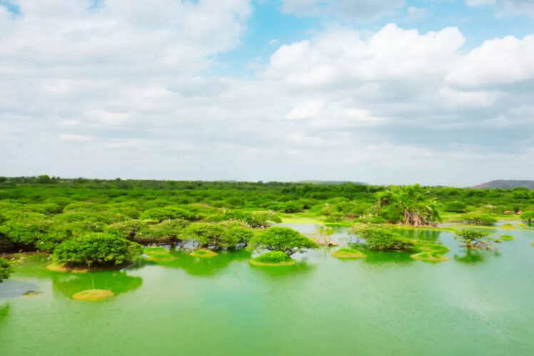Vedanthangal Bird Sanctuary, Tamil Nadu