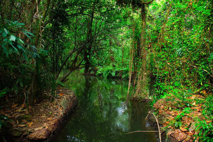 Kumarakom Bird Sanctuary, Kerala