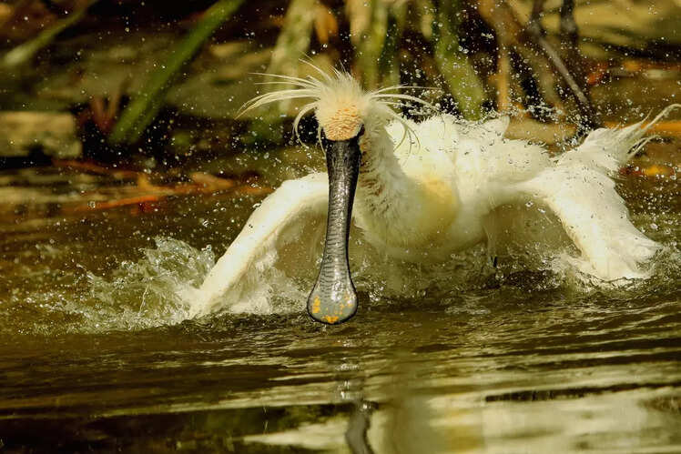 Ranganathittu Bird Sanctuary, Karnataka