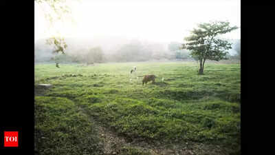 From parched earth to green pastures