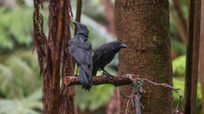 Scientists release last five Hawaiian crow that went extinct in the wild decades ago