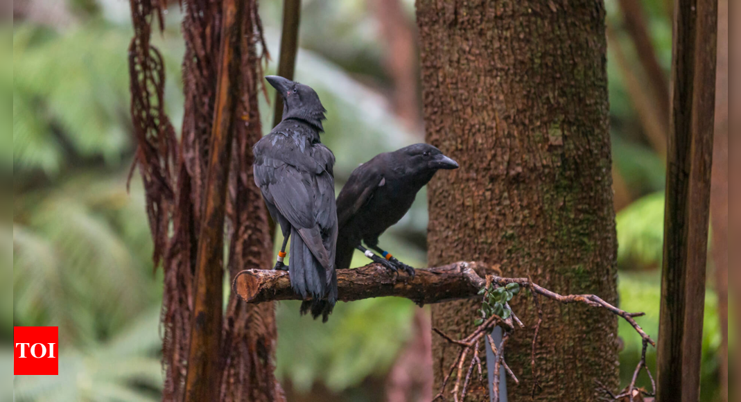 Scientists release last five Hawaiian crow that went extinct in the wild decades ago – Times of India