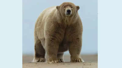 Meet Fat Albert: The adorable giant of the Arctic world