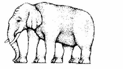 How many legs does this elephant really have? The optical illusion that stumped everyone