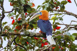 Make Arunachal Pradesh&rsquo;s Eaglenest Sanctuary your year-end adventure &ndash; here&rsquo;s why