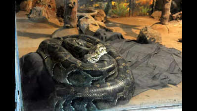 Special winter care for animals at Patna zoo