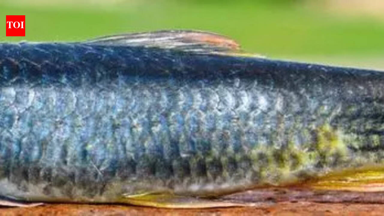 Sand Mining and Pollution Threaten Telangana's Fish Diversity ...
