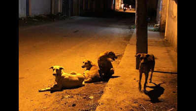 Man stones stray dogs in Bengaluru, charges at woman for objecting