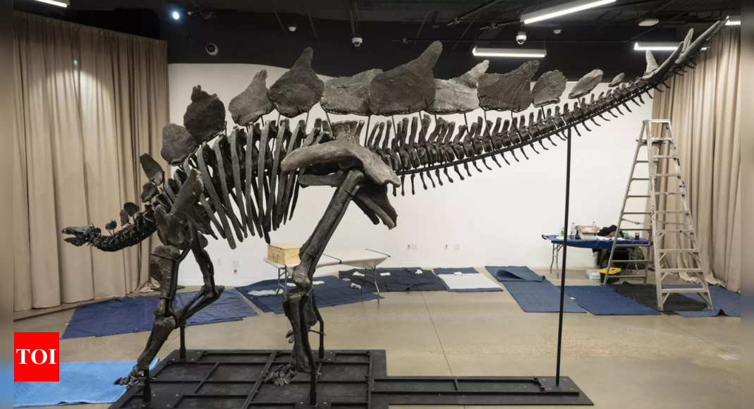 World’s most expensive Dinosaur fossil arrives in New York with a staggering price tag – Times of India