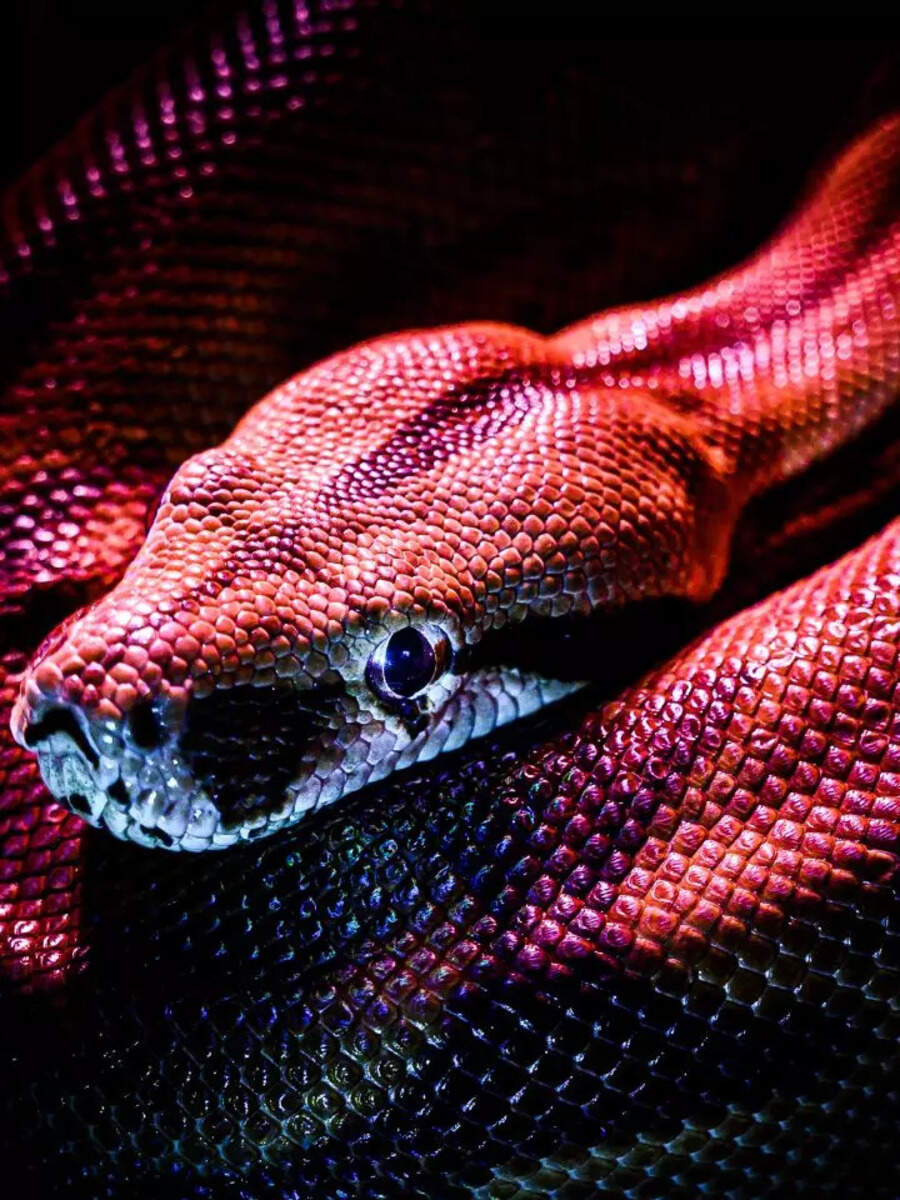 8 red animals that add a pop of colour to the wildlife | Times of India
