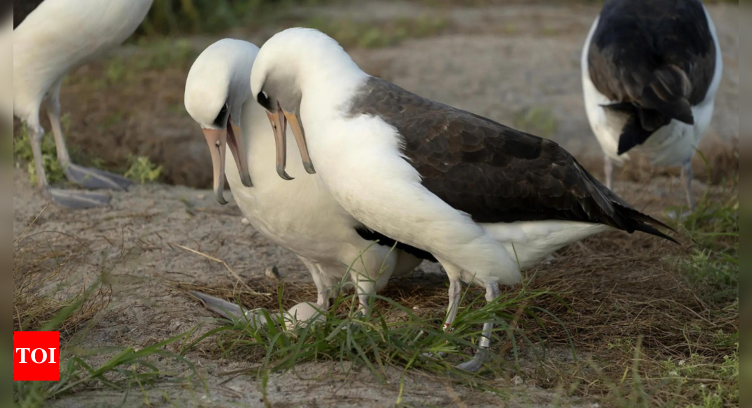 World’s oldest-known wild hen lays egg in Hawaii at age 74 – Times of India