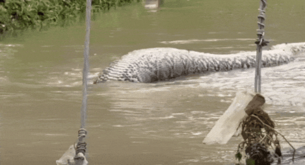 Viral video of giant python sparks fear, seen floating in floodwater ...