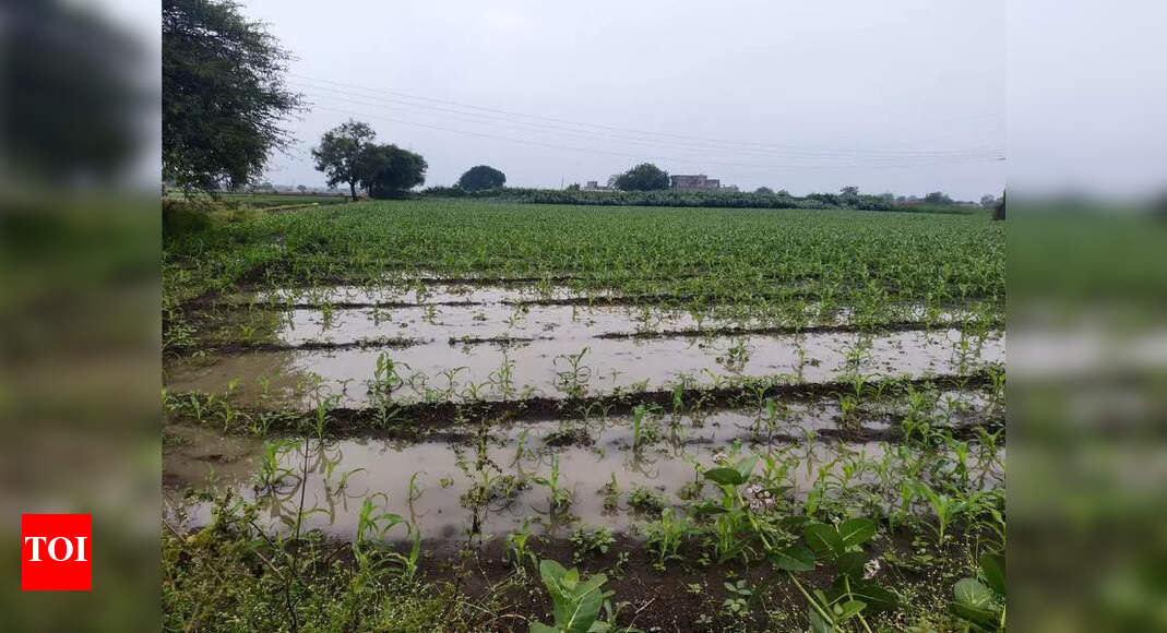 Unseasonal Rainfall Devastates Onion, Corn, and Grape Crops in Nashik ...