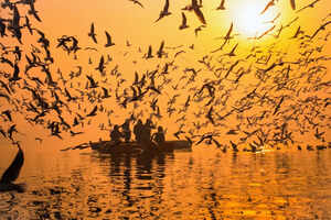 Delhi Winter Bird Count: A birder&rsquo;s perspective on nature in the urban jungle
