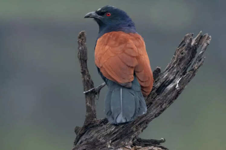 Ideal for birdwatching
