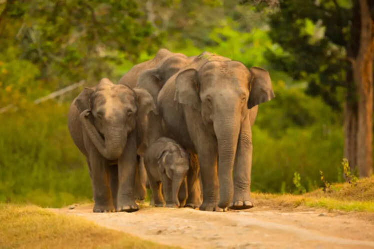 Elephants