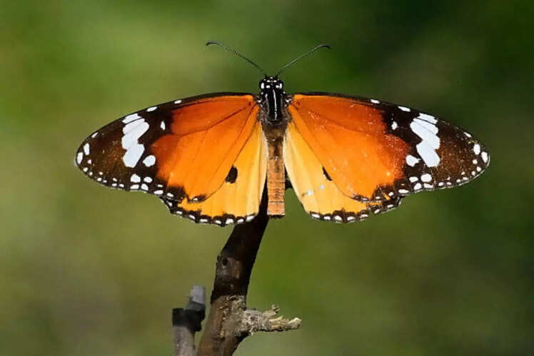 Butterfly Watching