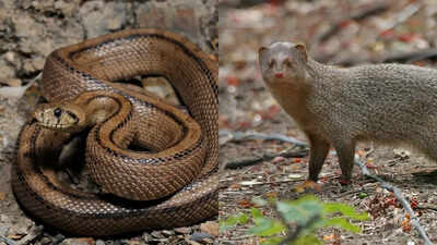 Why are snakes and mongoose natural enemies? Find out here
