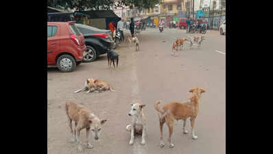 HC concern at stray menace in Cuttack