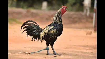 Surge in rooster prices challenges cockfight traditions in Vijayawada