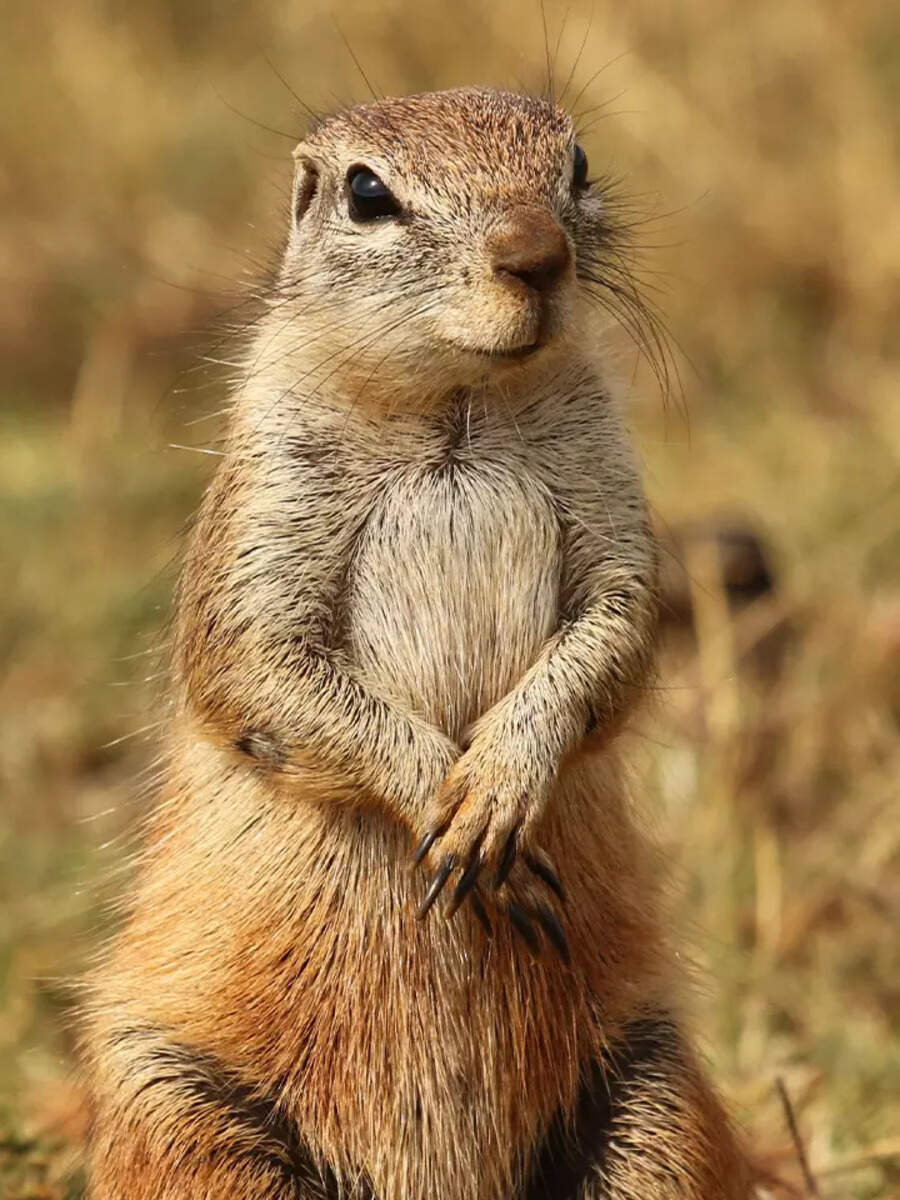 10 animals whose names begin with X | Times of India