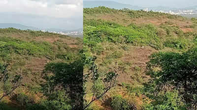 Greens flag concern: 1,406 trees to be felled for Metro Line 9 car shed in Mumbai's Mira Bhayander