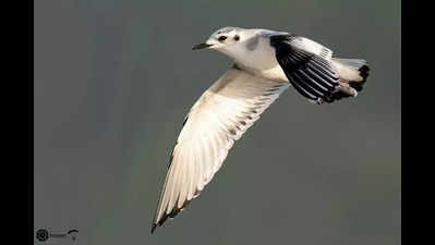 Birders see hope in high species variety in winter arrivals