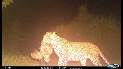 Leopards killed 9.5k livestock in S Gujarat in 13 yrs: Study