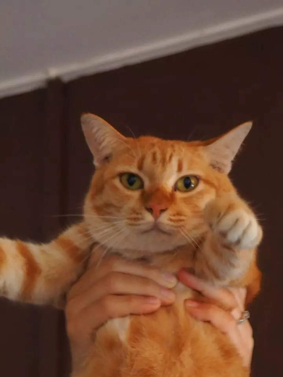 10 orange animals that shine through the wildlife | Times of India