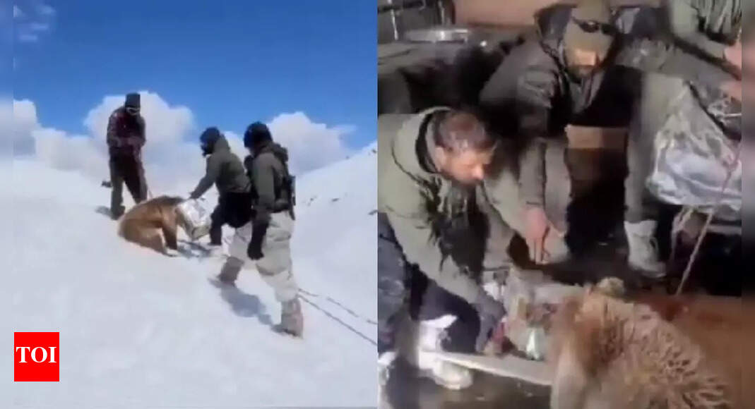 Watch: Indian Army's rescue of trapped Himalayan brown bear cub in ...