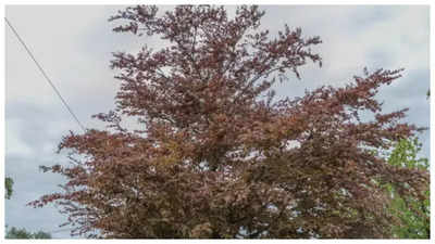 Brain teaser: Only an eagle eye can see the two baby owls hiding in this picture