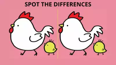 Find the Difference: Only a real sharp-eyed person can spot 3 differences in this hen and chick picture