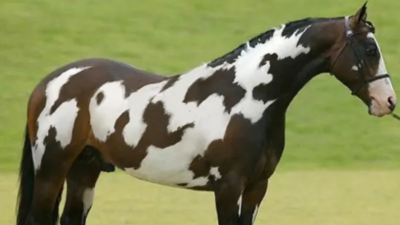 Optical illusion: Would you believe if we say there are two horses in this picture?