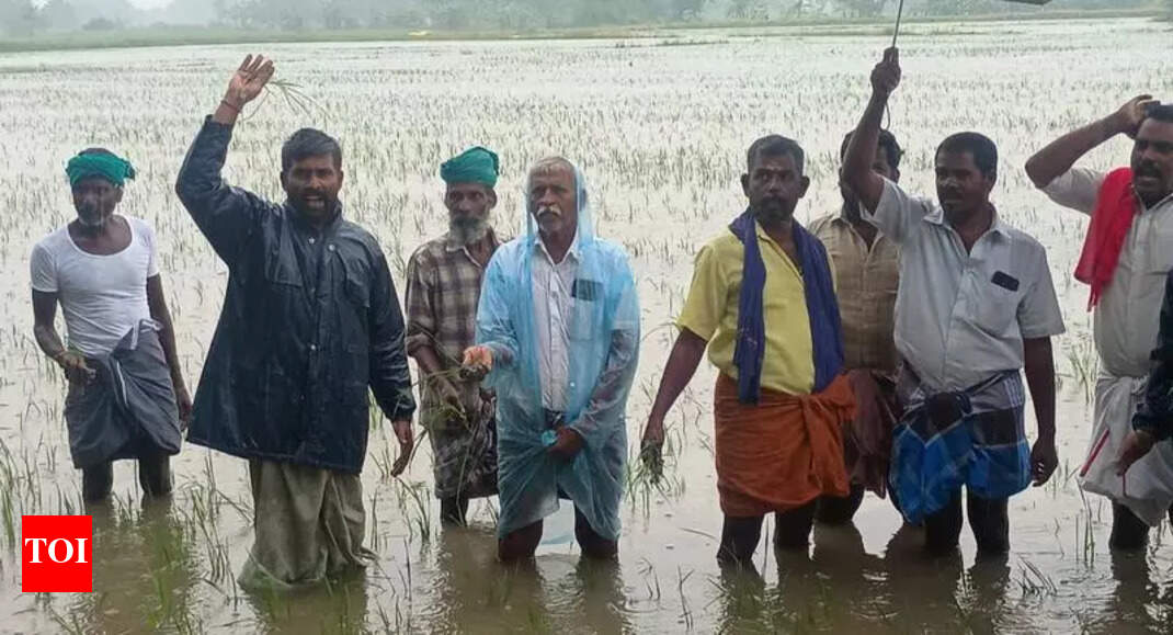 Rain throws life out of gear in delta dists, inundates paddy fields ...