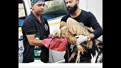 Rare Eurasian Griffon vulture rescued from Mumbai locality