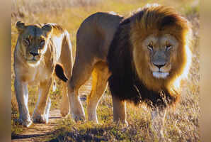 6 unforgettable wildlife adventures in South Africa worth traveling for
