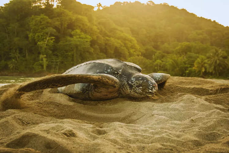 Turtle nesting on Kwazulu-Natal&rsquo;s coast