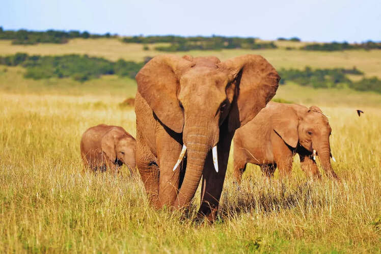 Elephant encounters in Addo Elephant National Park
