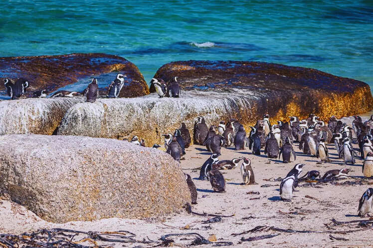 Penguin watching at Boulders Beach