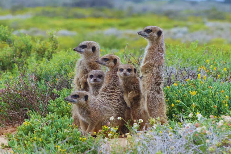 Meerkat Adventures in the Karoo