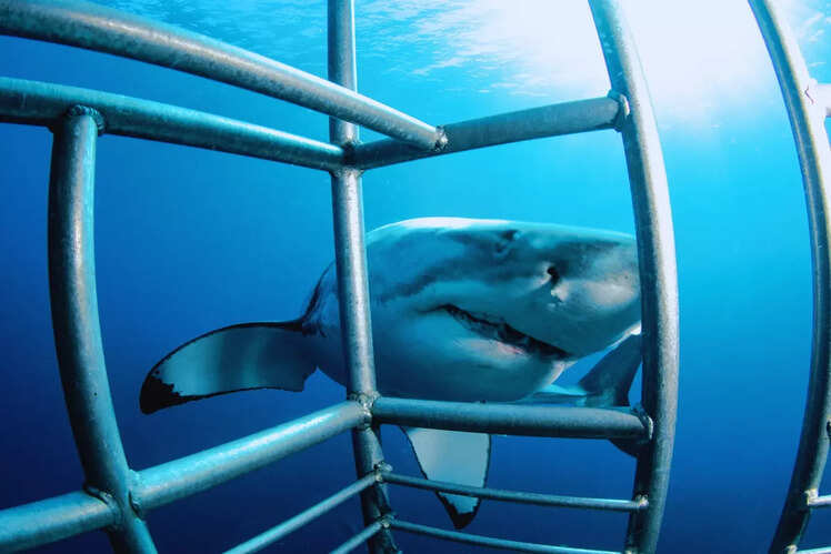 Shark cage diving in Gansbaai
