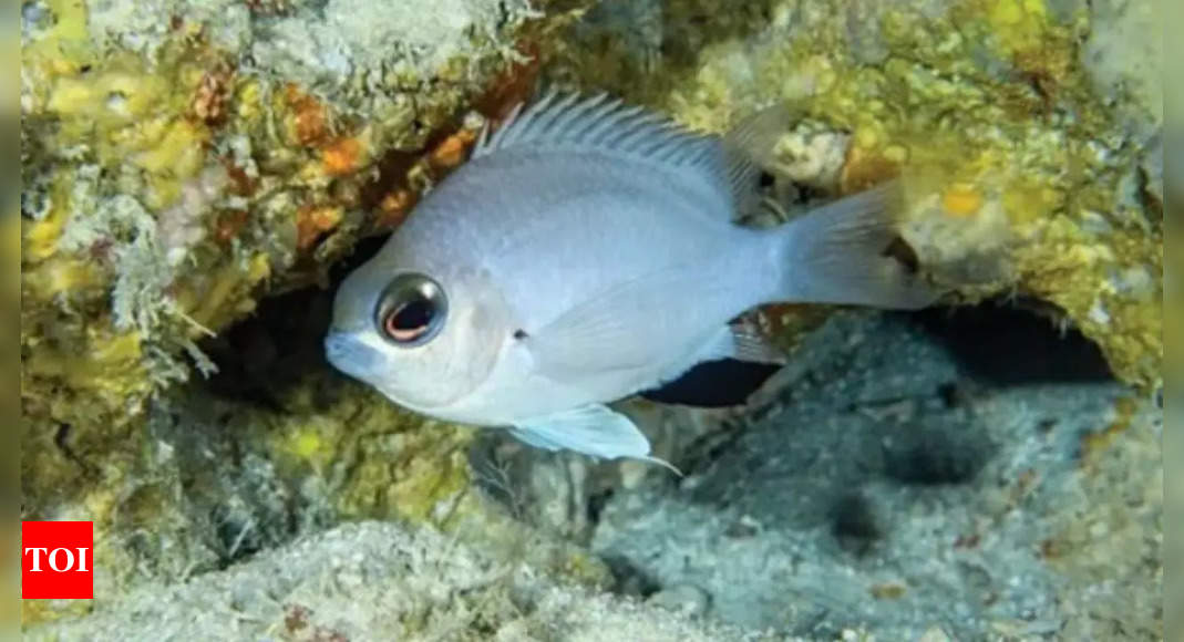 Scientists uncover pale blue damselfish species in Maldives’ deep-sea reefs |