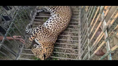 Leopard rescued after 8-hour effort in Bhiwandi’s Lonad village, suspected to have wandered from Tansa Wildlife Sanctuary