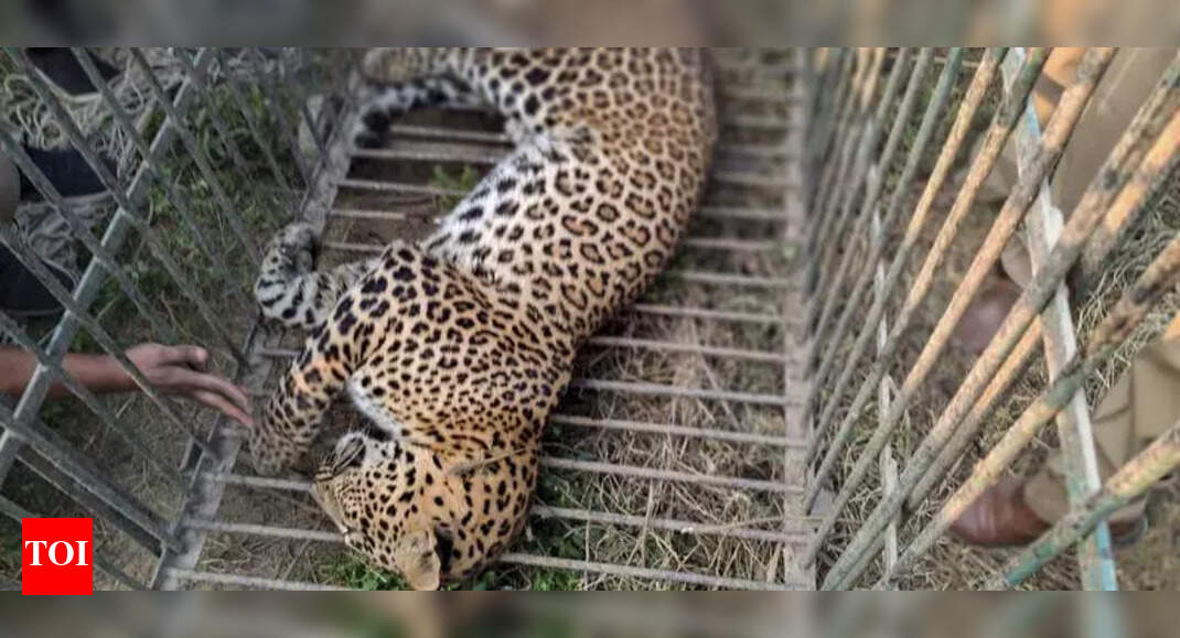 Leopard rescued after 8-hour effort in Bhiwandi’s Lonad village ...