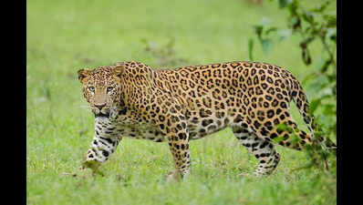 Leopard attacks woman in Adilabad