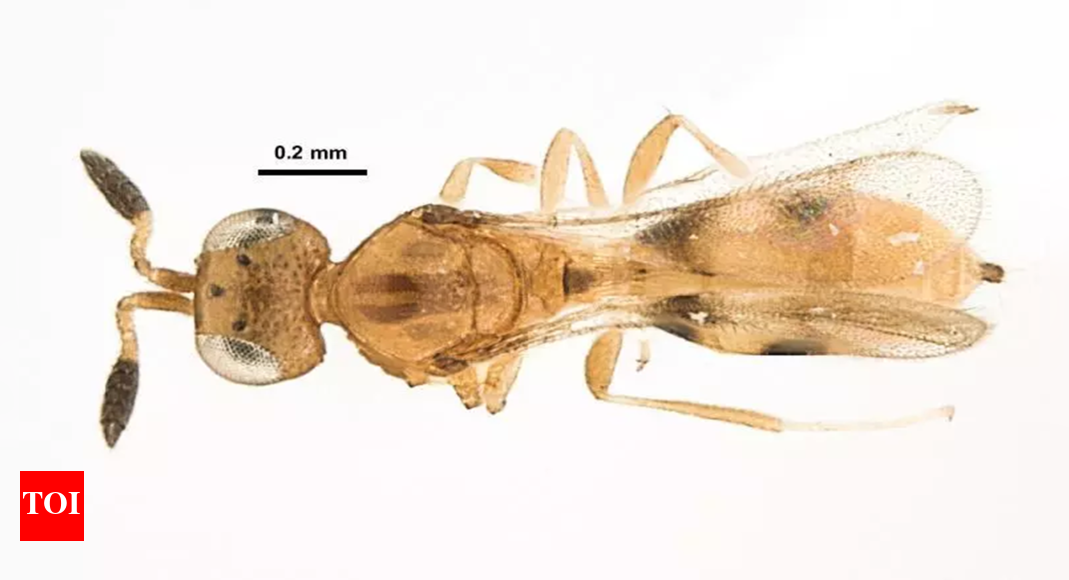 ZSI discovers new species of parasitic wasps in Nagaland | Kolkata News ...