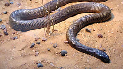 Inland Taipan: Discover more about their diet, venom, physical characteristics and more