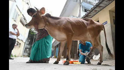 Stray cow attacks 85-year-old man