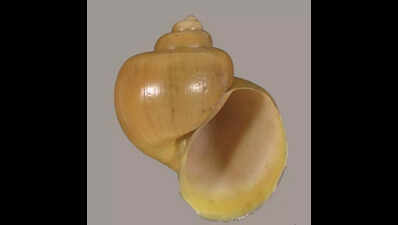 Pune sees 27% decline in snail biodiversity over last six decades ...